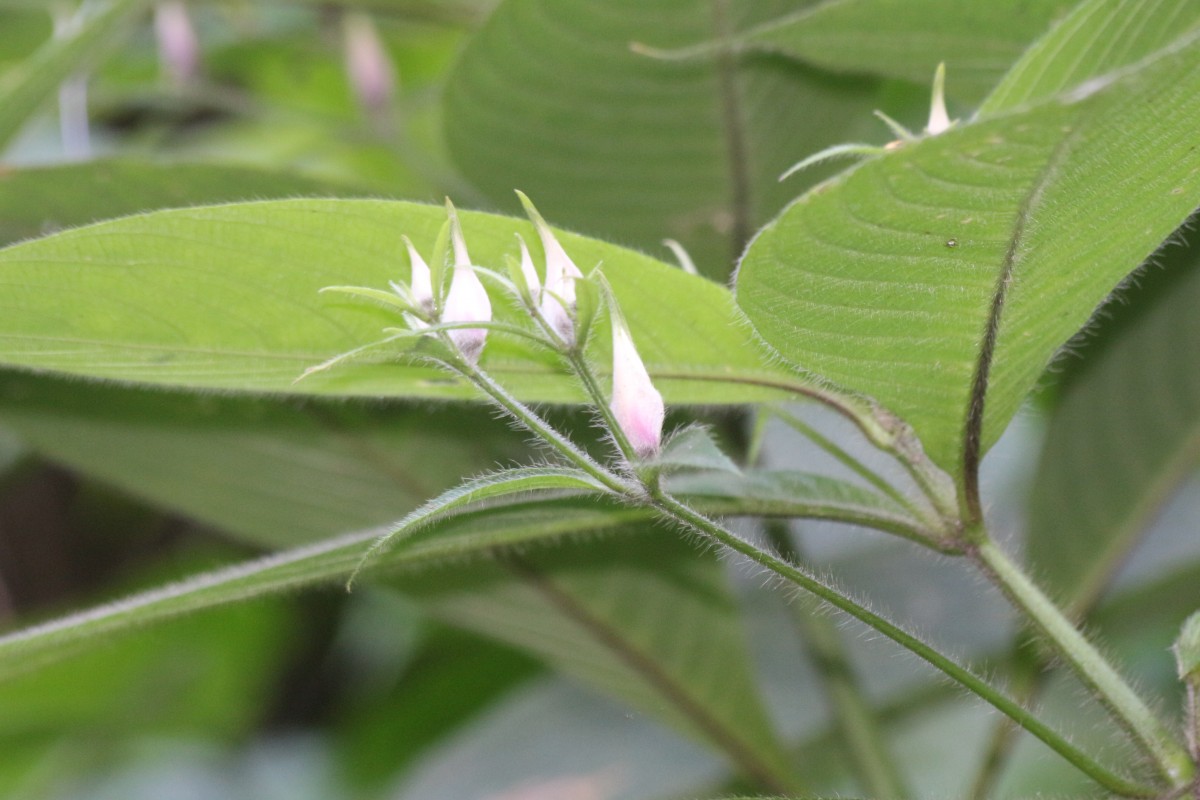 Barleria vestita T.Anderson